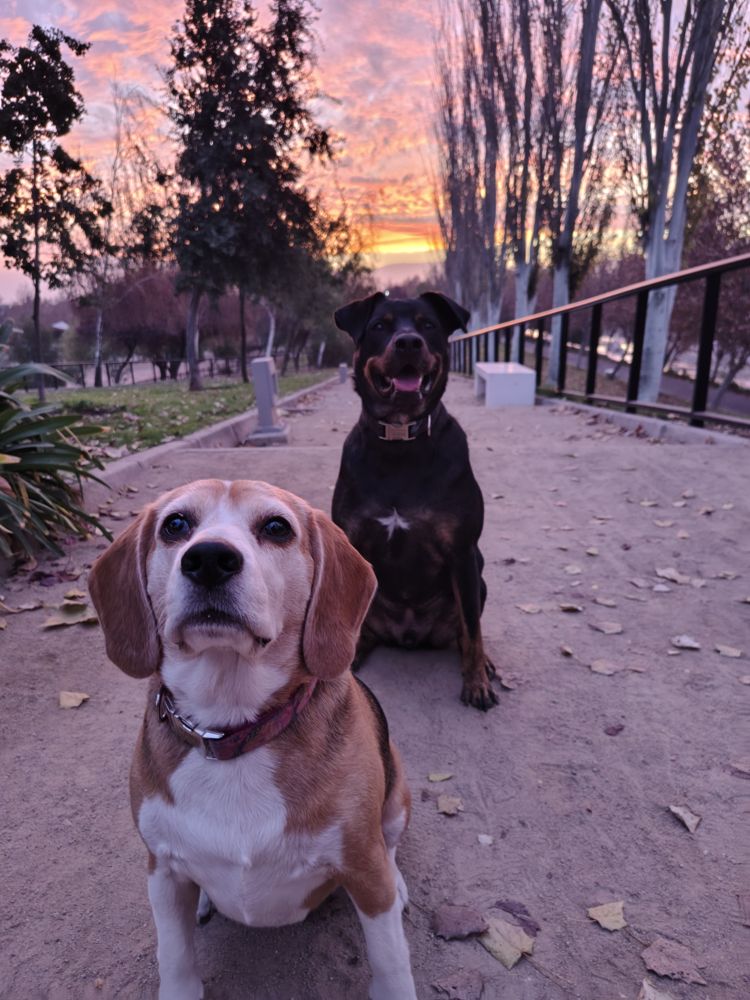 Habitación tranquila en depto. profesional y pet-friendly 🐾 en Santiago — Busco Roomie