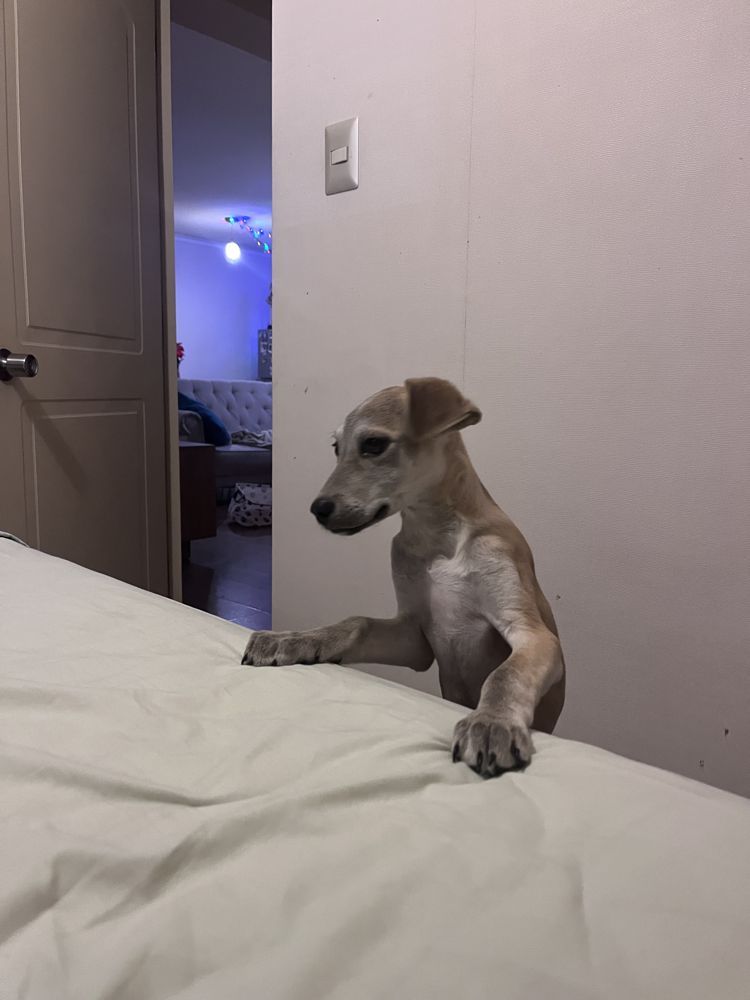 Roomie paicavi ccp en Concepcion — Busco Roomie