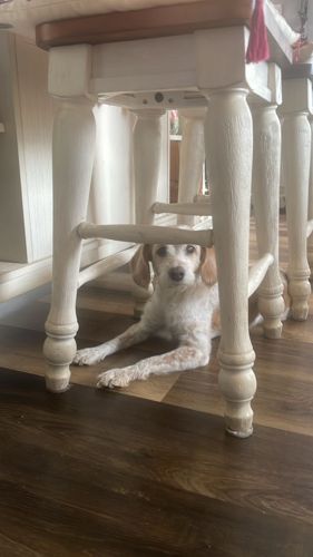Foto de perfil de Gisselle — Roomie en Busco Roomie