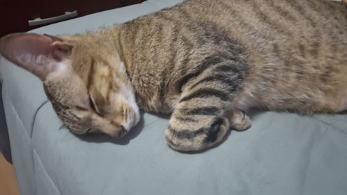 foto perfil