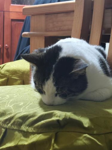 Foto de perfil de Javier — Roomie en Busco Roomie
