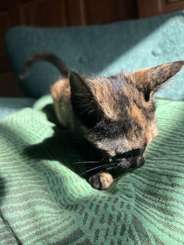 Foto de perfil de Leticia — Roomie en Busco Roomie